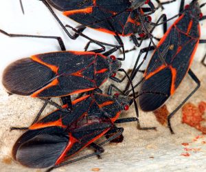 Group of Orange and Black Bugs