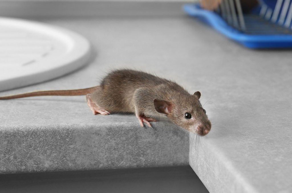 Mouse on a Counter